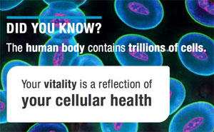The key to vitality and wellness is a healthy body at the cellular level assisted by glutathione